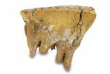 Fossil Lower M Woolly Mammoth Molar - Siberia #292764-3